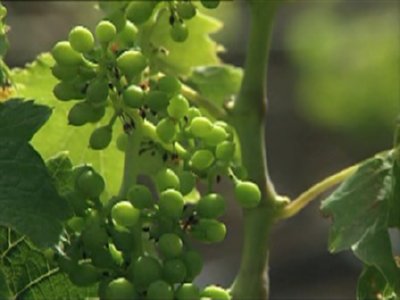 UVA VERDE  CAMPO APEROS